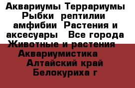 Аквариумы.Террариумы.Рыбки, рептилии, амфибии. Растения и аксесуары - Все города Животные и растения » Аквариумистика   . Алтайский край,Белокуриха г.